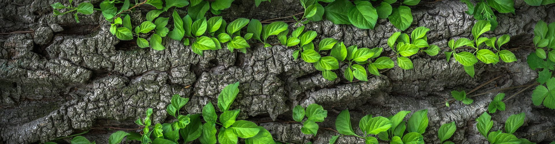 Aroma Sensation - Beratung und Vertrieb von sinnvollen und innovativen Duftlösungen