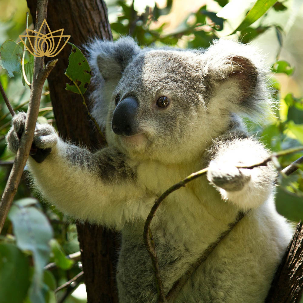 Koala in natürlicher Umgebung – Symbol für den Eukalyptusduft von Aroma Sense