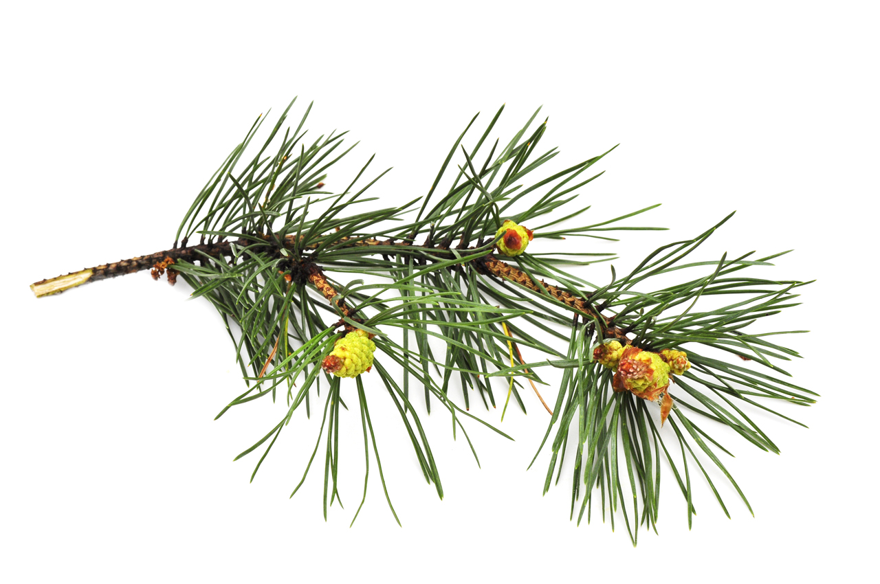 Aroma Gel mit Pinienduft